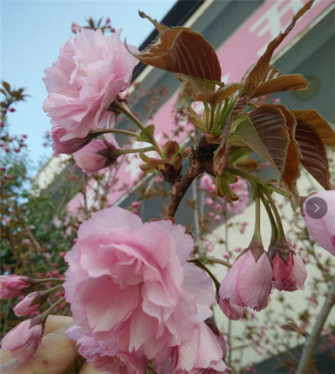 伟志模板的樱花树开花了